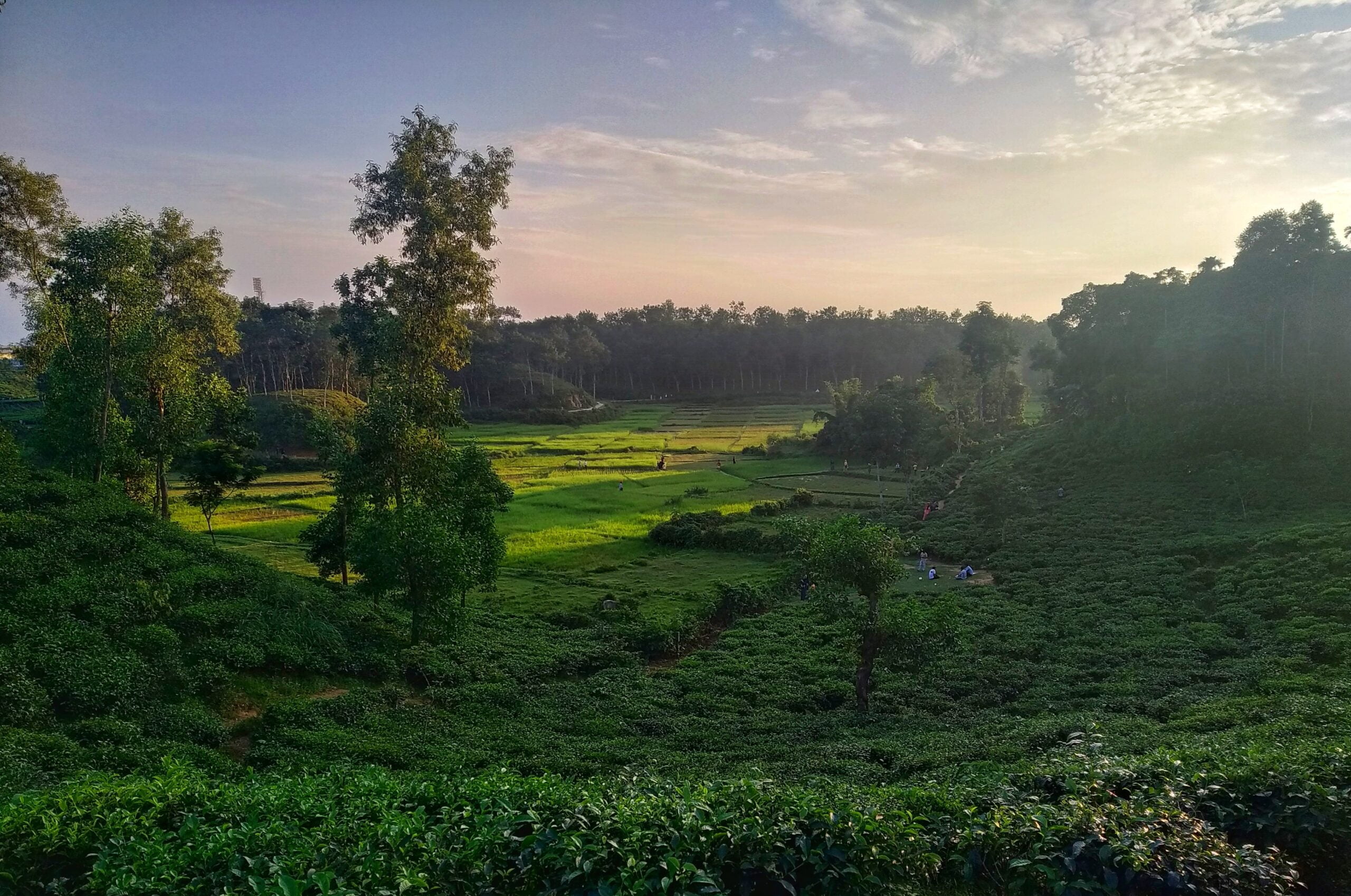 a lush green field surrounded by trees and bushes